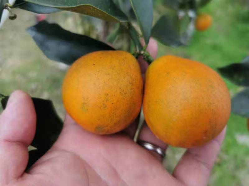 ���ܽ��